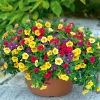 Zauberglöckchen dreifarbig Topf Durchmesser 12 cm ^ Plantiflor