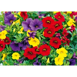Zauberglöckchen dreifarbig Topf Durchmesser 12 cm ^ Plantiflor