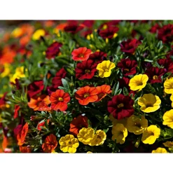 Zauberglöckchen, Topf Ø 13 cm ^ Plantiflor Online