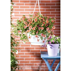 Zauberglöckchen, Topf Ø 13 cm ^ Plantiflor Online