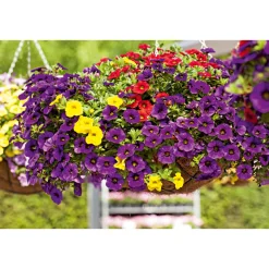Zauberglöckchen, Topf Ø 13 cm ^ Plantiflor Online