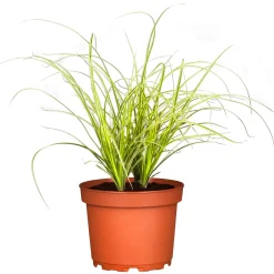 Ziergräser Durchmesser 17 cm versch Sorten ^ Plantiflor Best