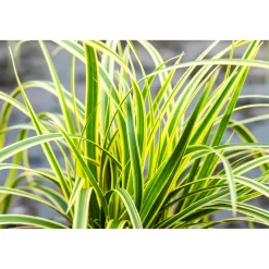 Ziergräser Durchmesser 17 cm versch Sorten ^ Plantiflor Best