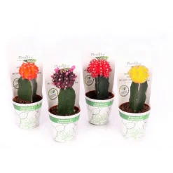 ZKAK Kaktus gepropft Mix Farben T9 PC ^ Plantiflor Outlet