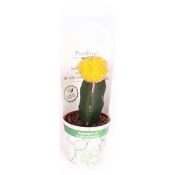ZKAK Kaktus gepropft Mix Farben T9 PC ^ Plantiflor Outlet