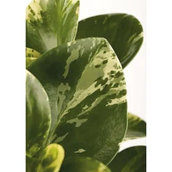 Zwergpfeffer bunt 15-20 cm T12 ^ Plantiflor Hot