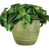 Zwergpfeffer grün 15-20 cm T12 ^ Plantiflor Best