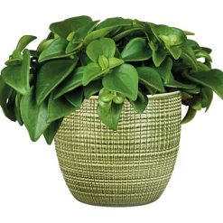 Zwergpfeffer grün 15-20 cm T12 ^ Plantiflor Best