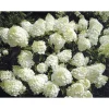 Rispenhortensie Living Creations Topf- Durchmesser 23 cm ^ Hot