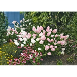 Rispenhortensie Living Creations Topf- Durchmesser 23 cm ^ Hot