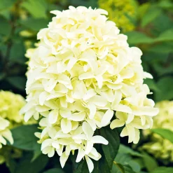 Rispenhortensie Living Creations Topf- Durchmesser 23 cm ^ Hot