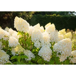 Rispenhortensie Living Creations Topf- Durchmesser 23 cm ^ Hot