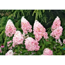 Rispenhortensie Living Creations Topf- Durchmesser 23 cm ^ Hot