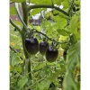 Schwarze Cocktailtomate "Black Moon" Topf Durchmesser T10,5 ^ New