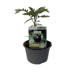 Schwarze Cocktailtomate "Black Moon" Topf Durchmesser T10,5 ^ New