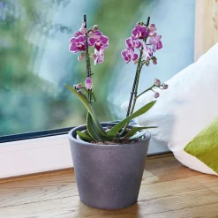 Spezial-Substrat für Orchideen 7 L ^ Seramis Discount