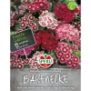 Bartnelken Prachtmischung ^ Sperli Discount