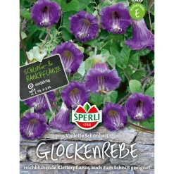 Glockenreben Violette Schönheit ^ Sperli Outlet