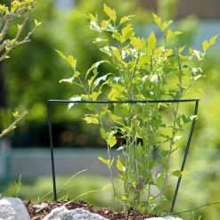 Staudenstütze 100x40cm ^ Windhager Clearance