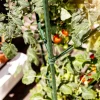 Tomaten-Rankturm 150x30cm ^ Windhager Outlet