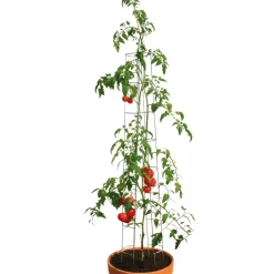 Tomatenturm 180 cm ^