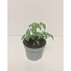 Tomate Perline Bio Antipasti ^ Clearance
