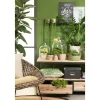 Uebertopf 866/25 corteza menta ^ Scheurich