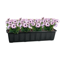 Untersetzer Aqua Green Plus anthrazit 60 cm ^ Geli Discount