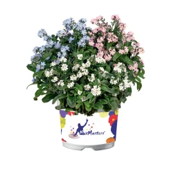Vergissmeinnicht Trio Topf Durchmesser 13 cm ^ Plantiflor Best