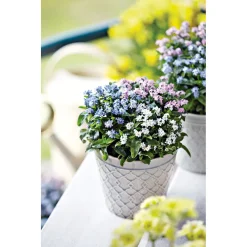 Vergissmeinnicht Trio Topf Durchmesser 13 cm ^ Plantiflor Best
