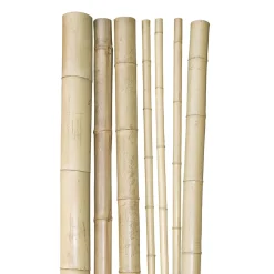 Bambusrohr 200x5-6 cm ^ Windhager