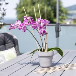 Splittstäbe 50 cm natur ^ Windhager